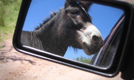 Dono de burro paga caro por dano causado por animal