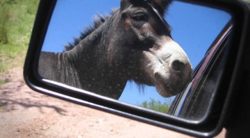 Dono de burro paga caro por dano causado por animal